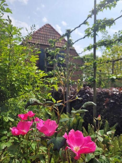 Studio Nok Bij Den Bosch Den Dungen Dış mekan fotoğraf